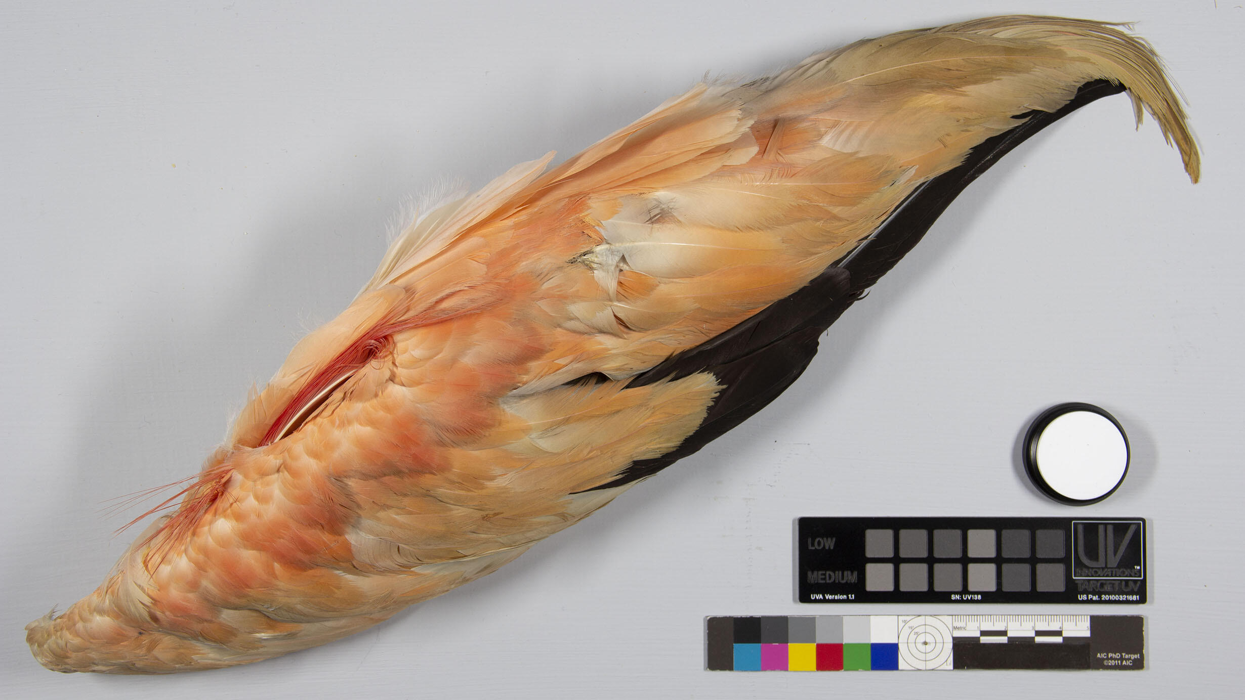 A feather next to color analysist charts.