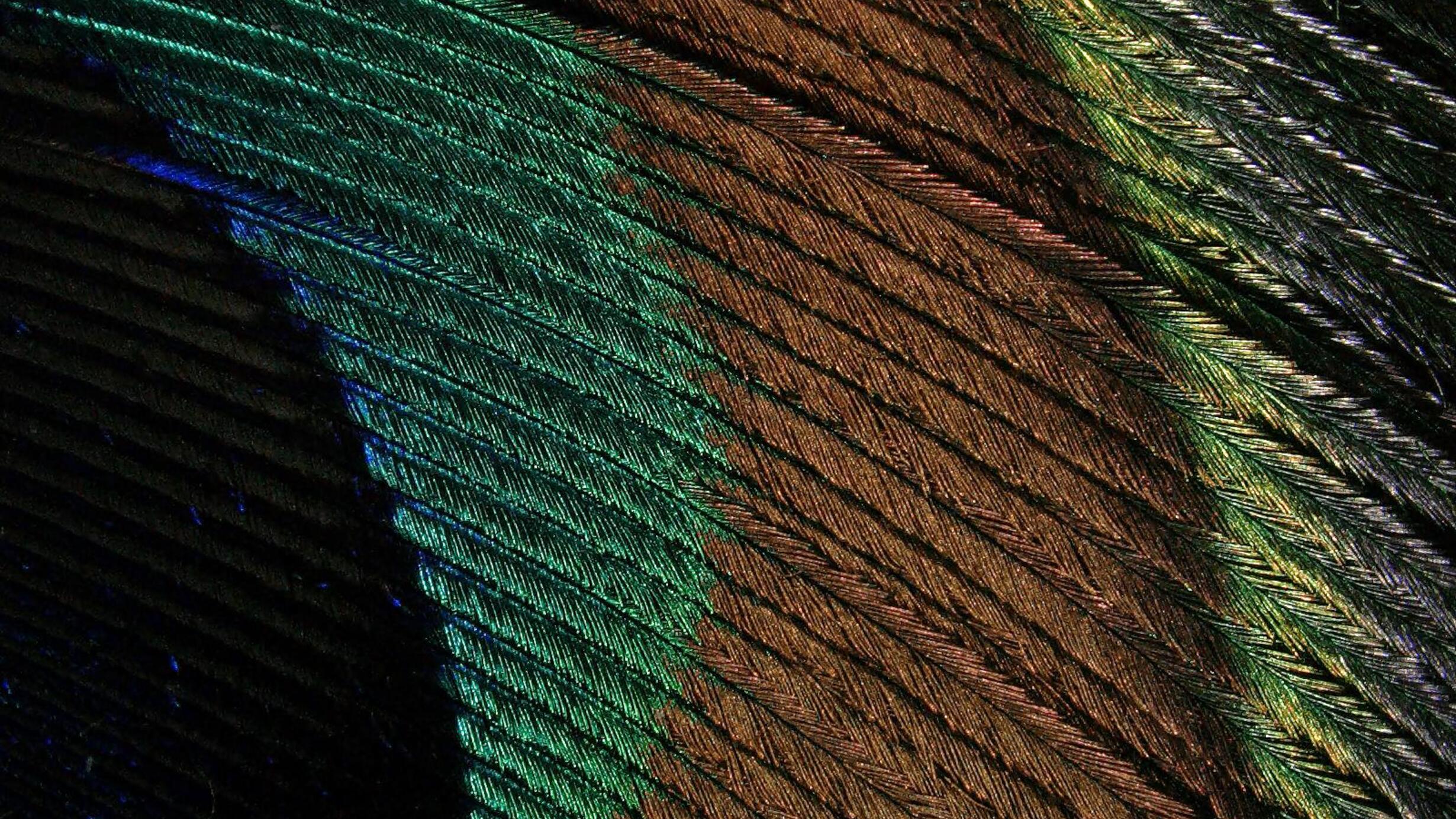 A magnified image of a peacock feather showing green, orange, and yellow striping in the gently curved barbs with iridescent barbules.