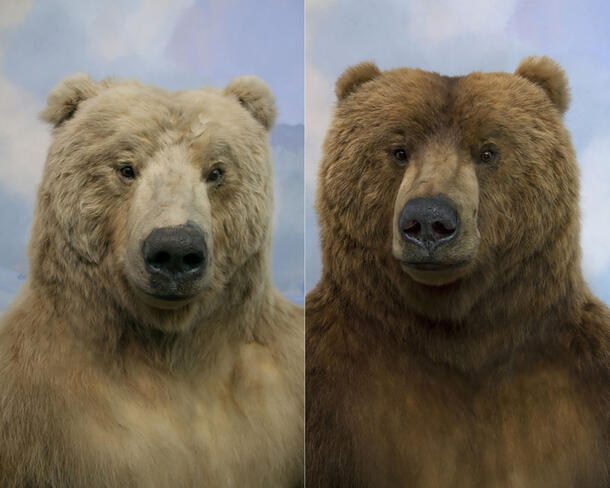 Side-by-side images of an Alaska Brown Bear specimen, faded on the left, and vibrant on the right after re-coloring.