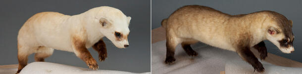 Side by side images of a ferret specimen: after fading by 70 years of exposure to light, and the same specimen after renovation.