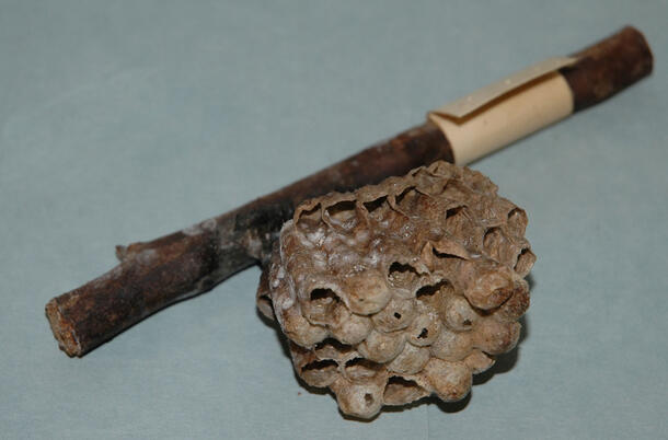 Wasp nest specimen exhibits mold growth.