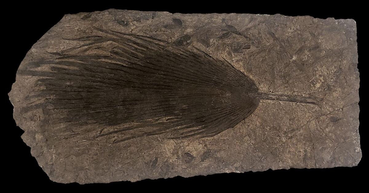 Paleontology Fossil Plants AMNH