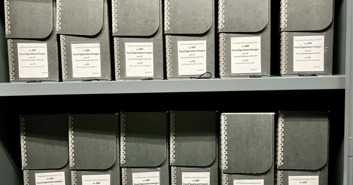 Vertebrate Paleontology Archives AMNH