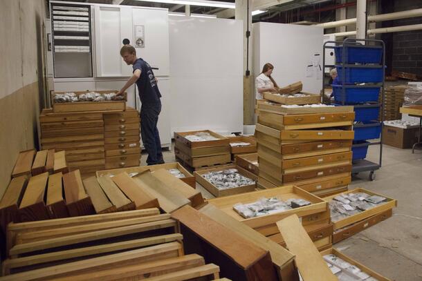 A wide shot of a collections storage room at the Museum, where two people are removing wrapped specimens from large flat wooden drawer bottoms stacked on the floor.