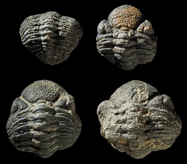 Four trilobite fossils.