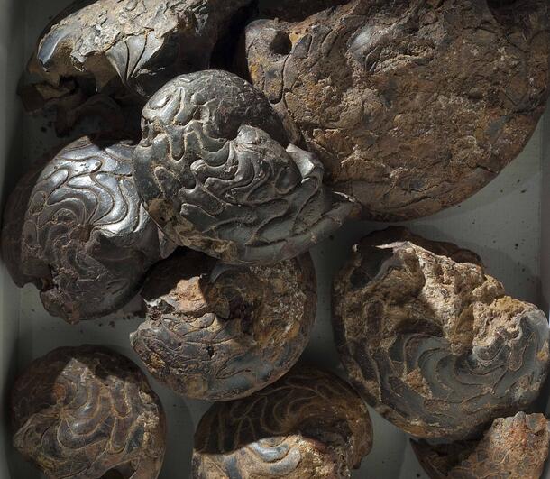 Devonian ammonoids from the Royal Mapes collection