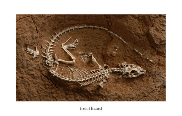 Fossil Lizard