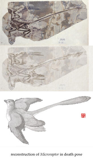 Microraptor