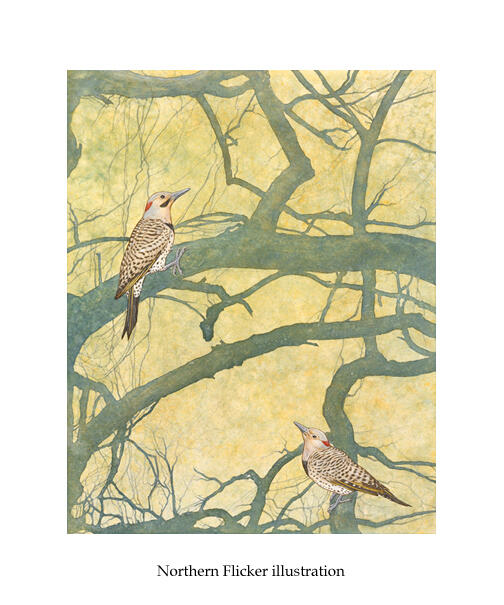 Northern Flicker