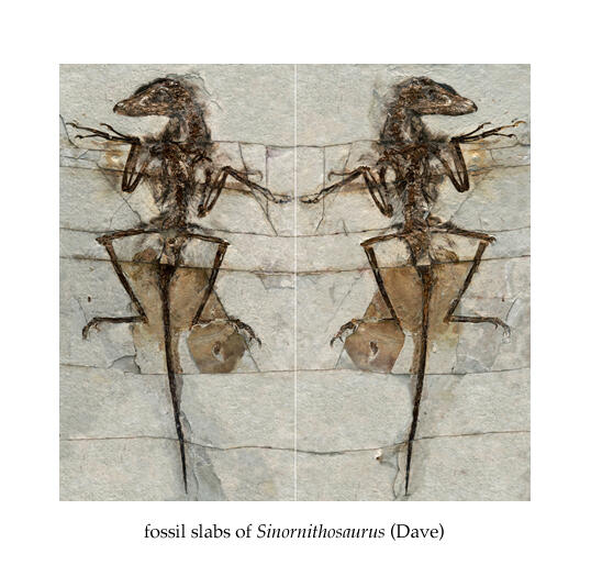 Sinornithosaurus slab