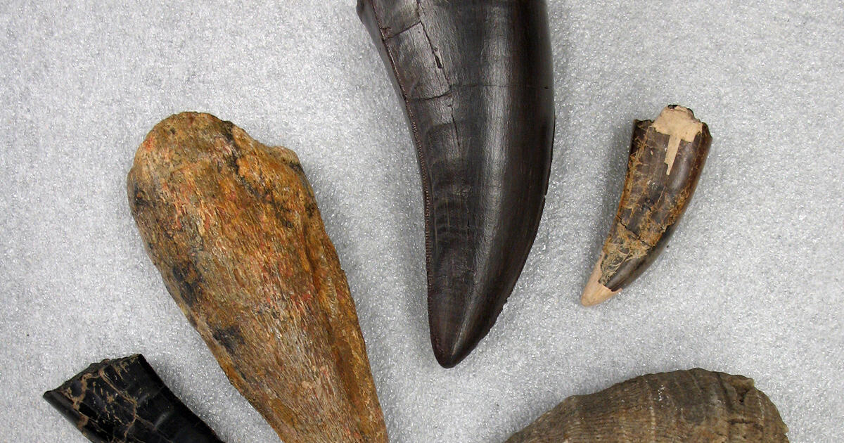 Paleontology: Fossil Identification | AMNH