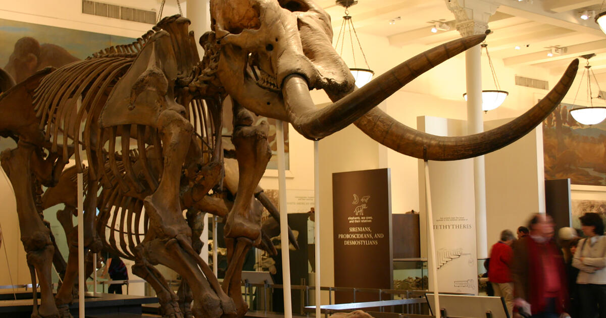 Paleontology Fossil Mammals AMNH