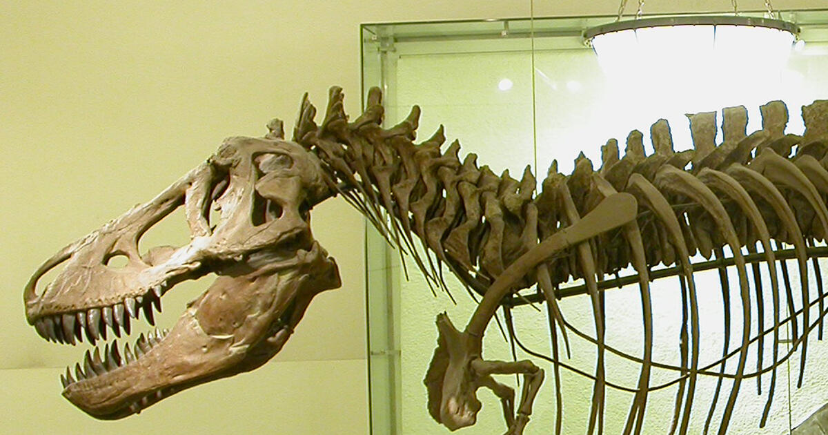 Paleontology Fossil Amphibians, Reptiles, and Birds AMNH