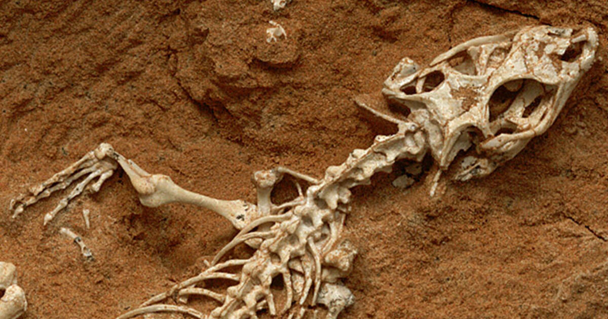 About paleontology outlet