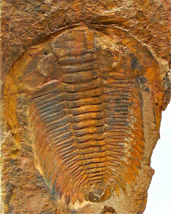 trilobite Acadoparadoxides noblis