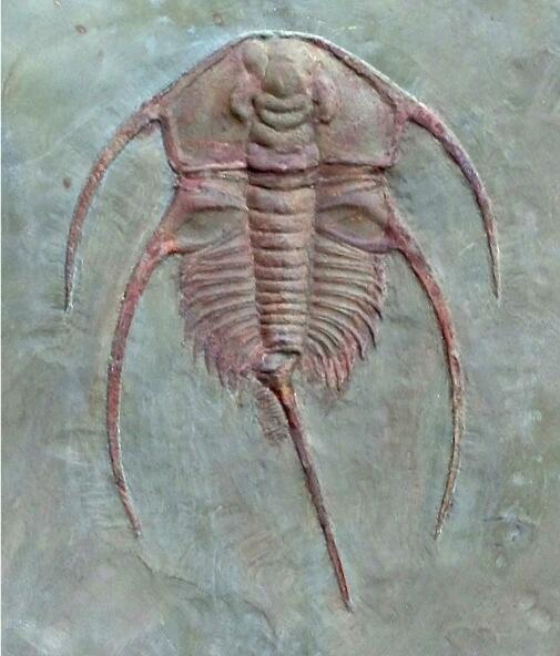 Bristolia bristolensis fossils trilobite
