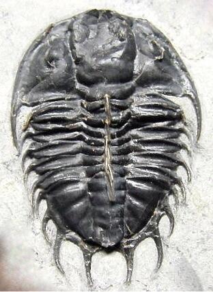 trilobite Doropyge swasii