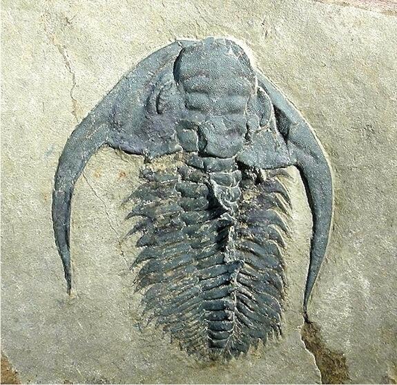 Esmeraldina sp. trilobite