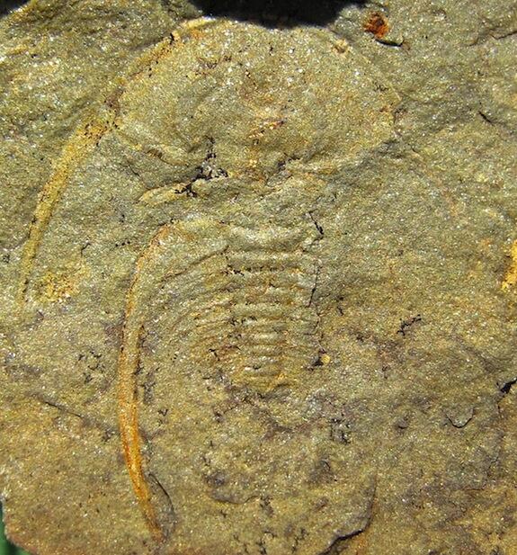 trilobite Fallotaspis longa