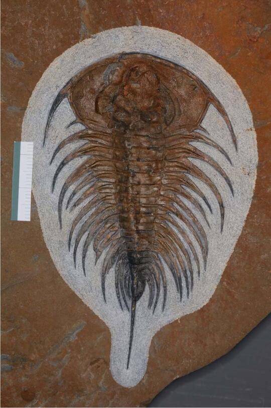 trilobite Gabriellus kierorum