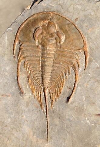 trilobite Olenellus cf. transitans