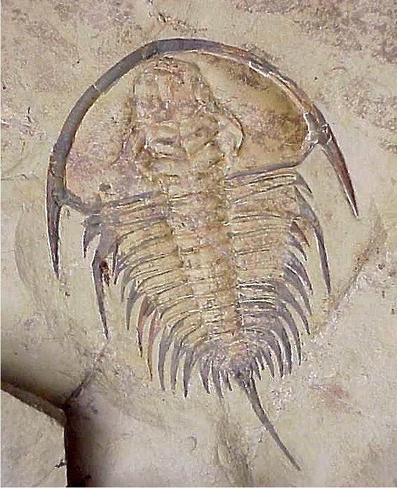 trilobite Olenellus gilberti