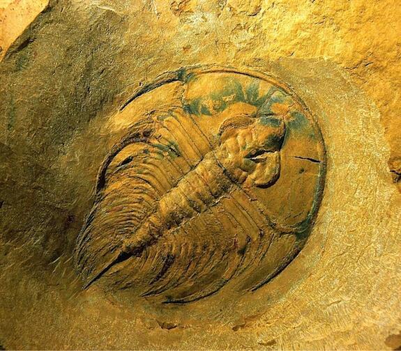 trilobite Olenellus nevadensis