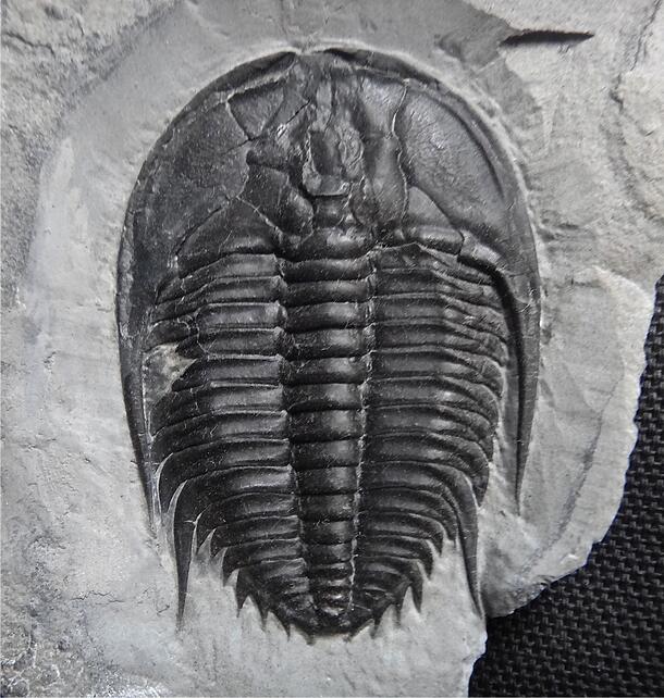 trilobite Orygmaspis contracta