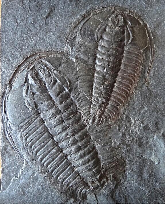 trilobite Redlichia chinensis