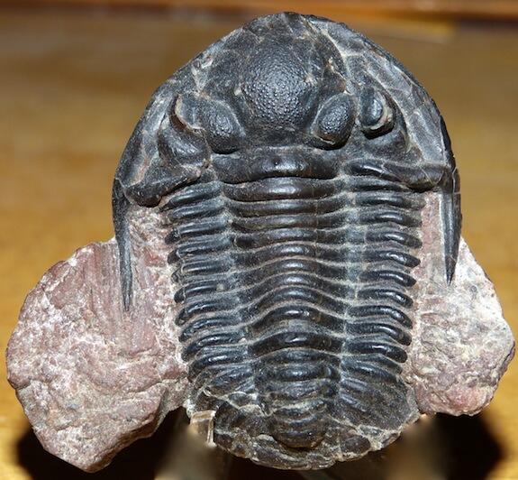 trilobite Pudoproetus fernglenensis