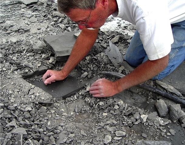 Uncovering a potential trilobite