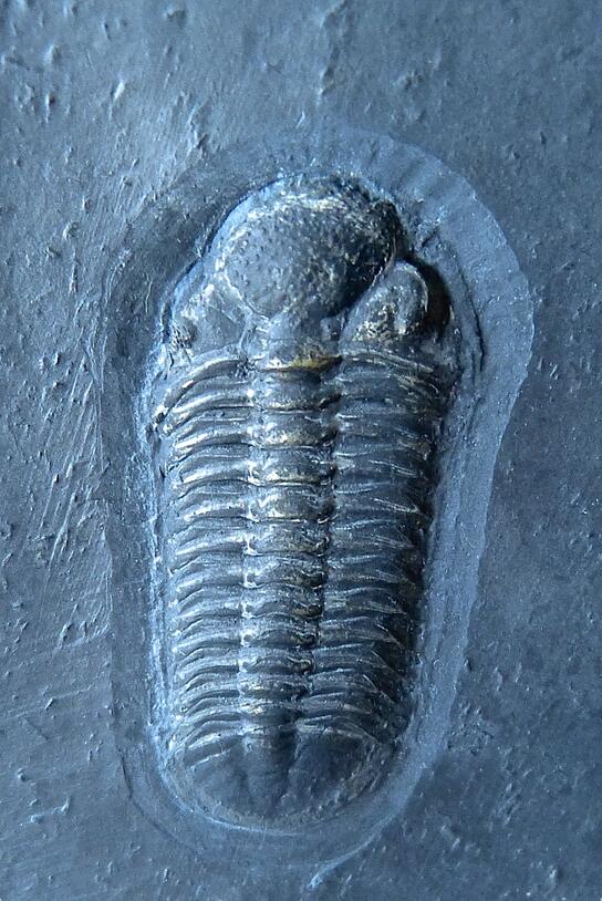 A fossilized Chotecops ferdinandi trilobite in a stone slab.