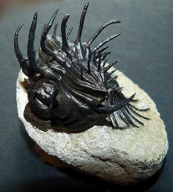 trilobite Comura bultyncki