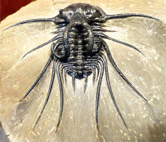 A fossilized Dicranurus monstrosus trilobite in a stone slab.