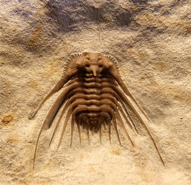 Devonian trilobite Kettneraspis williamsi of the Order Odontopleurida, found in Oklahoma