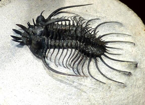 trilobite Phillonyx