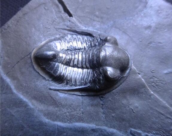 trilobite Bathyurus extans