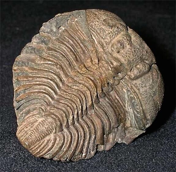 trilobite cybeloides paracybeloides girvanensis