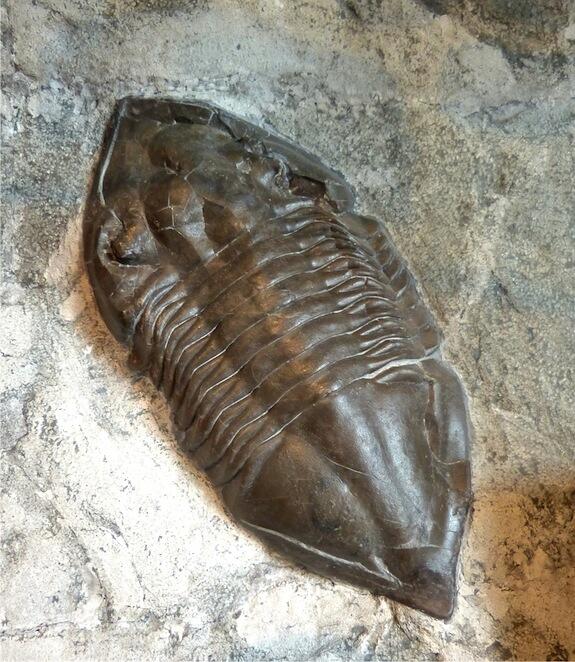 trilobite Ectenaspis homanolotoides