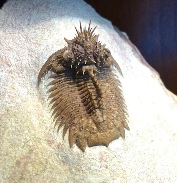 trilobite Hoplolichas tricuspidatus