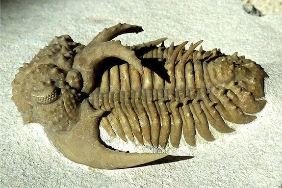 trilobite Hoplolichoides furcifer