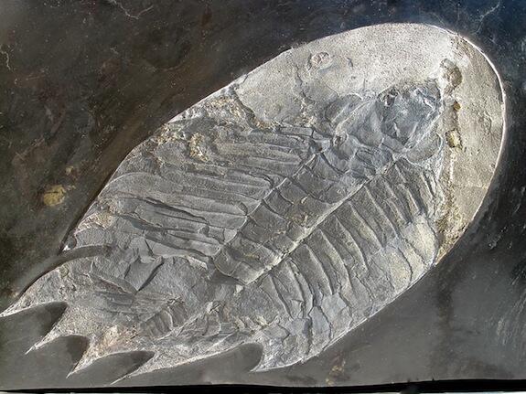 trilobite Hungioides bohemicus arouquensis