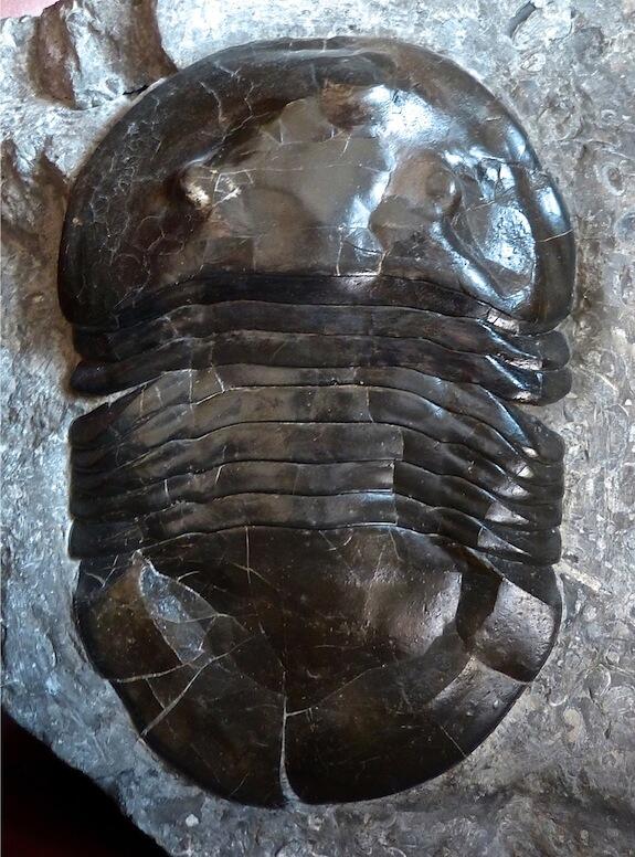 trilobite Isotelus latus