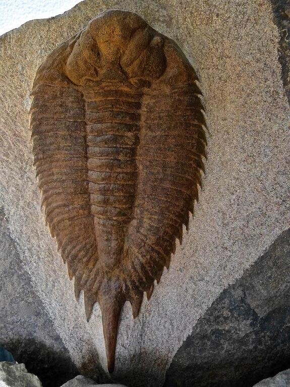 trilobite Uralichas hispanicus tardus