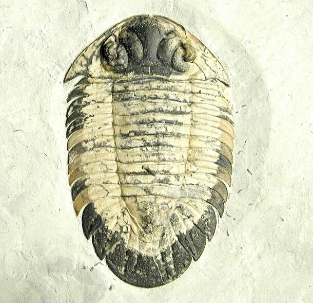 trilobite Metopolichas briviceps