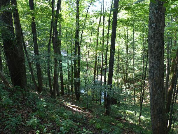 A stream flowing through a forest, leading to a quarry