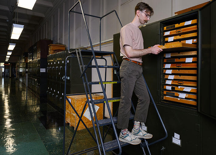 Ph.D. student stands on a stepladder and to pull a wooden drawer containing specimens from a metal file cabinet.