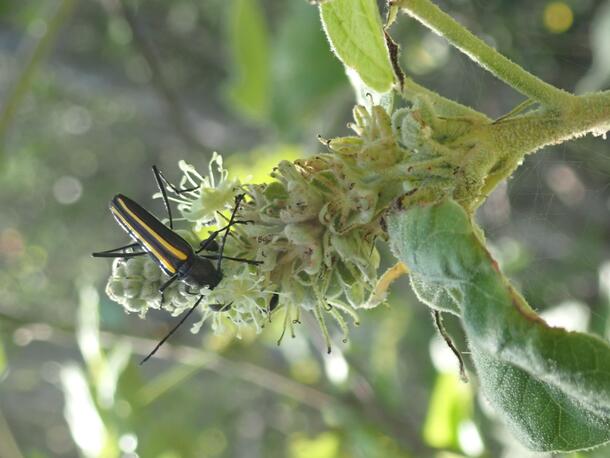 A longhorn beetle sitting on a bud of a plant.