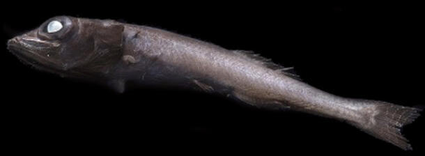 Lateral view of a bioluminescent tubeshoulder fish specimen.