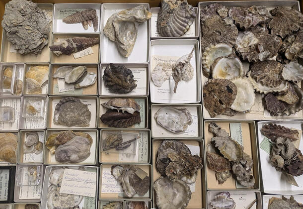 Drawer containing many small open boxes containing labeled bivalve specimens.